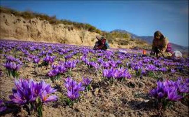 پیش بینی افزایش10 درصدی تولید زعفران در خراسان شمالی