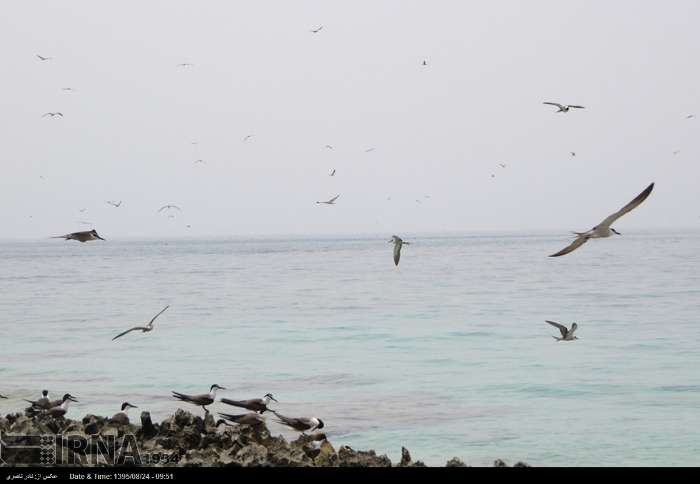 «فارور و بنیفارور»؛ زمردهای بکر خلیج فارس در آغوش آبی دریا