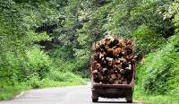 كشف يك هزار و 500 تن چوب جنگلي قاچاق در رشت