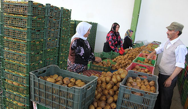 باغداران تنكابنی كیوی به نیوزیلند صادر می كنند