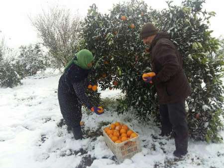 باغداران گيلان ، نگران سيلي سرما