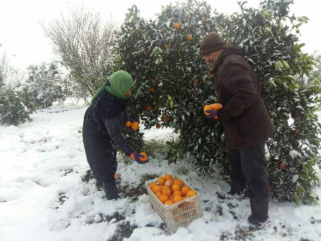 باغداران گيلان ، نگران سيلي سرما