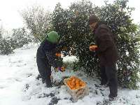 باغداران گيلان ، نگران سيلي سرما