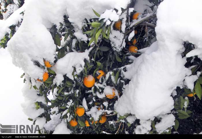 باغداران مازندران اقدامات پیشگیرانه در برابر سرما را انجام دهند 