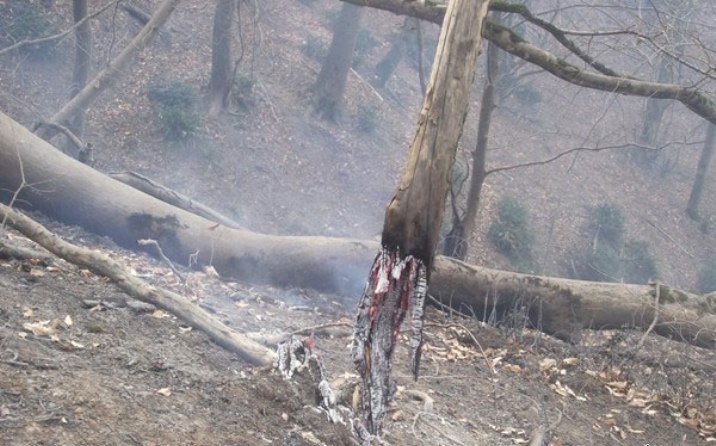 مهار آتش مناطق جنگلی كردكوی در غرب گلستان