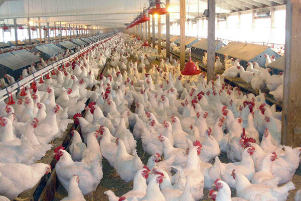 اجراي طرح كاهش وزن و افزايش كيفيت مرغ گوشتي در استان بوشهر