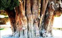 ثبت درخت 700ساله كجور مازندران در فهرست آثارملي كشور