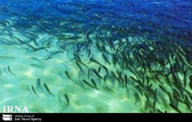 100 هزار بچه ماهی در استخرهای ذخیره آب نجف آباد رها شد