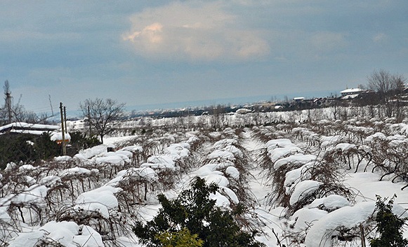 سرما 130ميليارد ريال به محصولات كشاورزي اسفراين خسارت زد