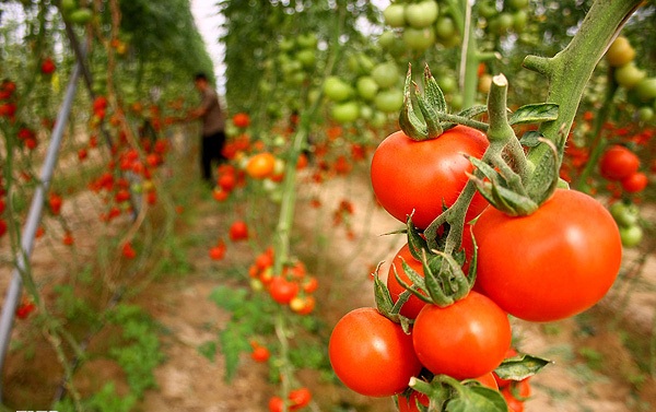 سه هزار تن محصول گلخانه اي در استان بوشهر توليد مي شود