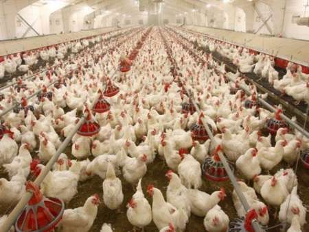 توليد بيش از 500 هزار قطعه مرغ گوشتي در آستارا