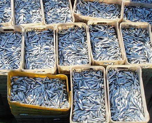 رشد 40 درصدي صيد ماهي كيلكا در مازندران