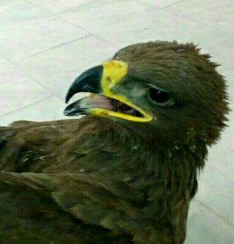 تیمار یك بهله عقاب مصدوم در خمین