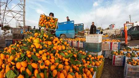 خريد تضميني حدود يك هزار تن پرتقال باغداران نكايي