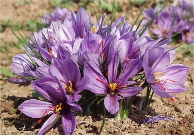 تولید عرق گلبرگ زعفران در تربت حیدریه