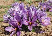 تولید عرق گلبرگ زعفران در تربت حیدریه
