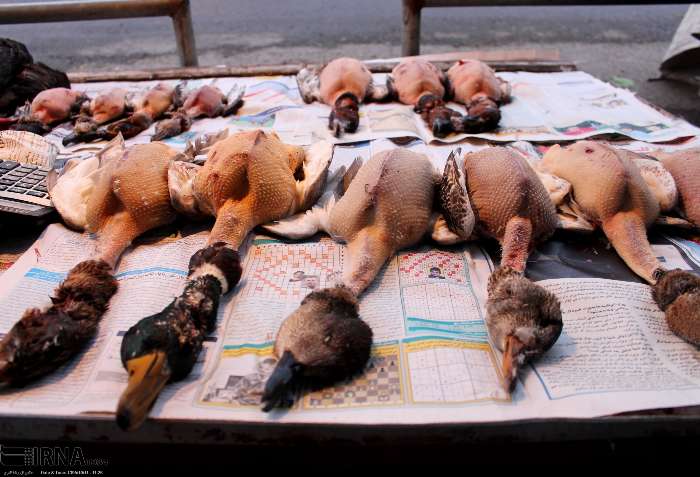 تداوم بی‌توجهی شکارچیان به ممنوعیت شکار پرندگان مهاجر در مازندران