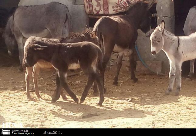 كارآفرینی بانوی یزدی با پرورش الاغ