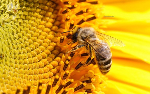 همدان 9 درصد عسل كشور را توليد مي كند