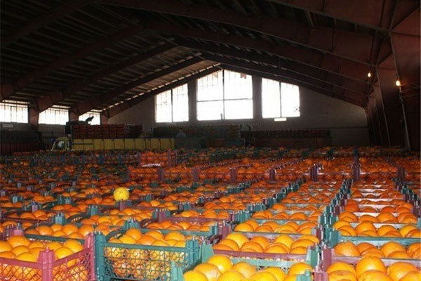 ذخیره 500 هزار تن پرتقال در سردخانه های مازندران