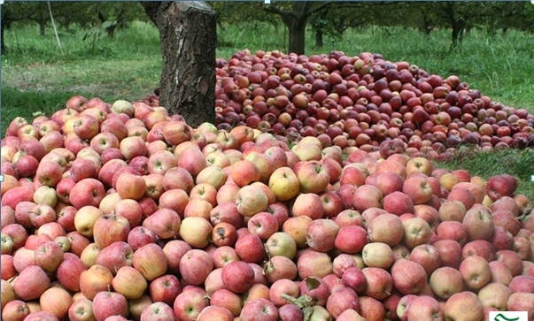 رهاسازی میوه برای دریافت مشوق صادراتی خیانت به منافع ملی و اقتصاد كشور است