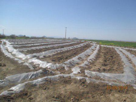 اختصاص سه هزار هكتار از اراضی خنج به كشت محصولات جالیزی