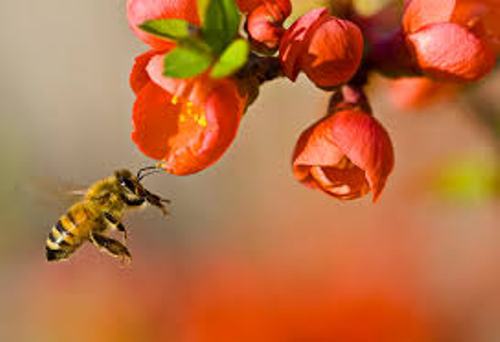 گرده افشاني زنبور عسل عملكرد باغ ها را تا 50 درصد افزايش مي دهد