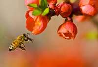 گرده افشاني زنبور عسل عملكرد باغ ها را تا 50 درصد افزايش مي دهد