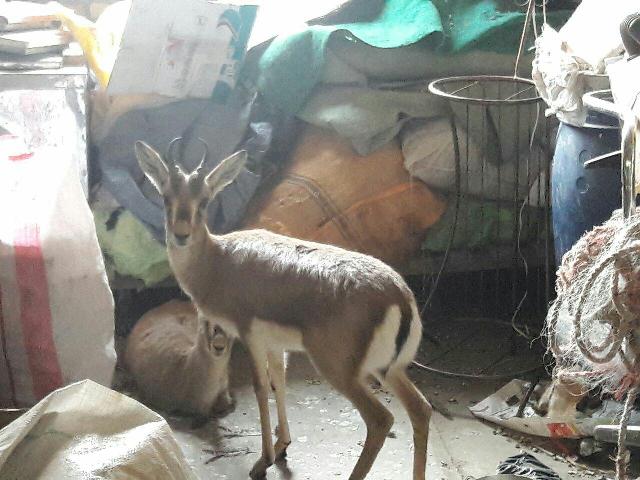 كشف 2 راس آهوی زنده در یك منزل در سبزوار كشف 2 راس آهوی زنده در یك منزل در سبزوار