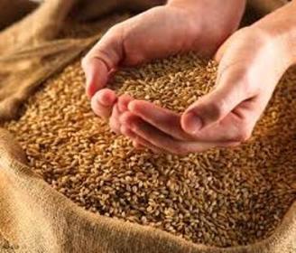 100 تن بذر اصلاح شده گندم بين كشاورزان نمين توزيع شد