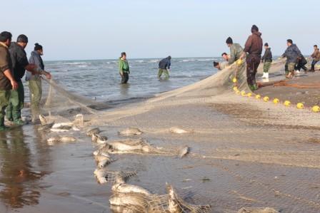 مدیركل شیلات گلستان: وضعیت ذخایر آبزی دریای خزر نگران كننده است