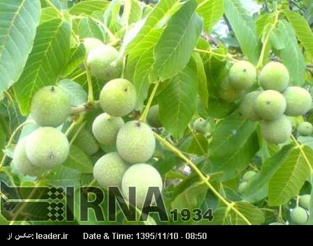 ایران کو آرمینیائی اخروٹ کی برآمدات کا آغاز ایران کو آرمینیائی اخروٹ کی برآمدات کا آغاز
