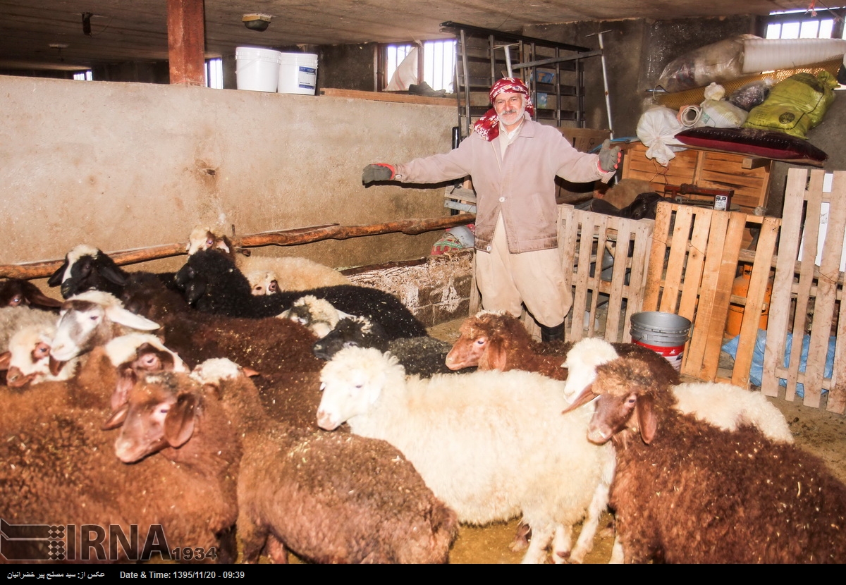 قانقاریا ۱۰ راس گوسفند در شهرستان درگز را تلف کرد