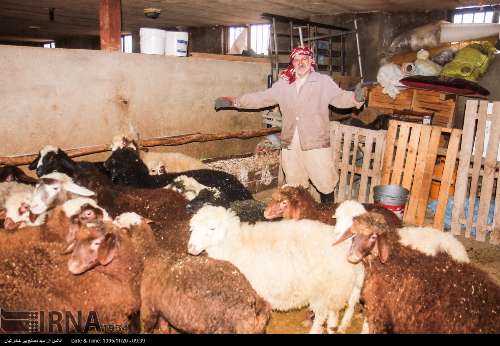 قانقاریا ۱۰ راس گوسفند در شهرستان درگز را تلف کرد