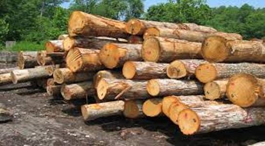 دولت برای توسعه زراعت چوب تسهیلات اعطا می كند