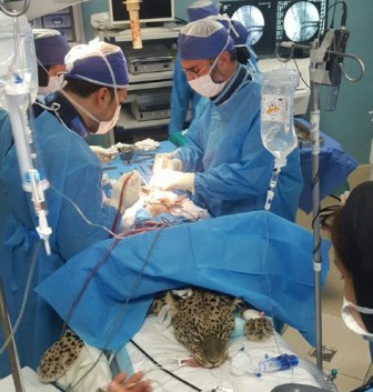 Injured Persian leopard saved from euthanasia Injured Persian leopard saved from euthanasia