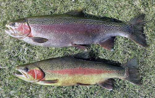 كيفيت ماهي قزل آلاي رنگين كمان با بهبود ژنتيكي ارتقا مي يابد