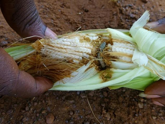 حمله لارو برگ خوار به مزارع غلات چند كشور آفريقايي بحران آفريد