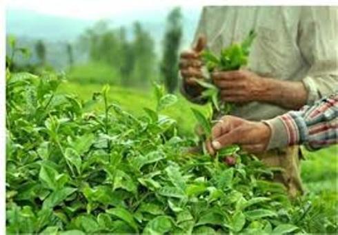 دولت با پرداخت تسهيلات حمايت از صنعت چاي را به اثبات رسانده است