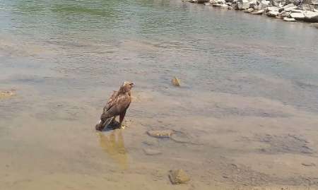 يك بال پرنده شكاري سارگپه در طبيعت مياندوآب رهاسازي شد