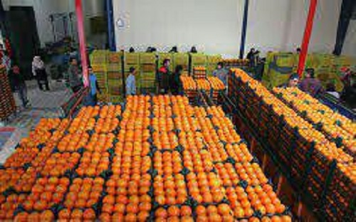 آمادگی جنوب كرمان برای تامین 35 هزار تن پرتقال نوروزی