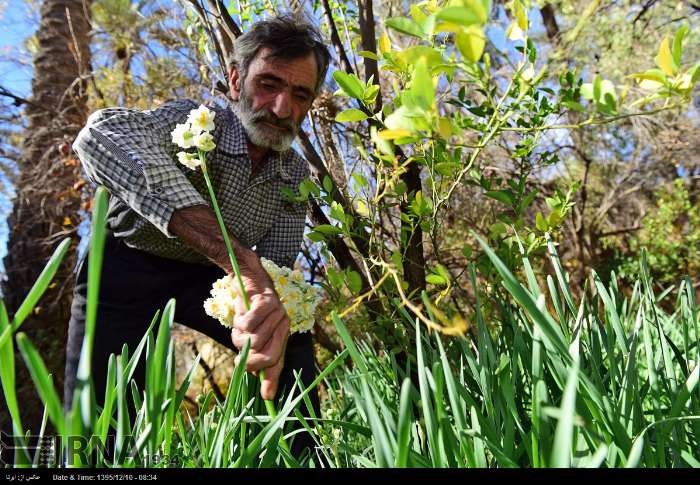 سفری زمستانی به بهار نرگس‌زارهای فارس