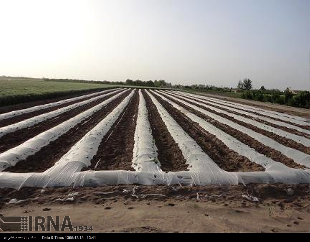 آغاز کشت بهاره در گچساران