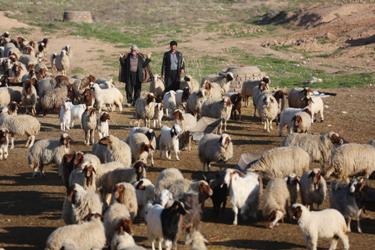 30 دستگاه تانكر كار آبرساني به عشاير شهرستان كرمانشاه را برعهده دارد