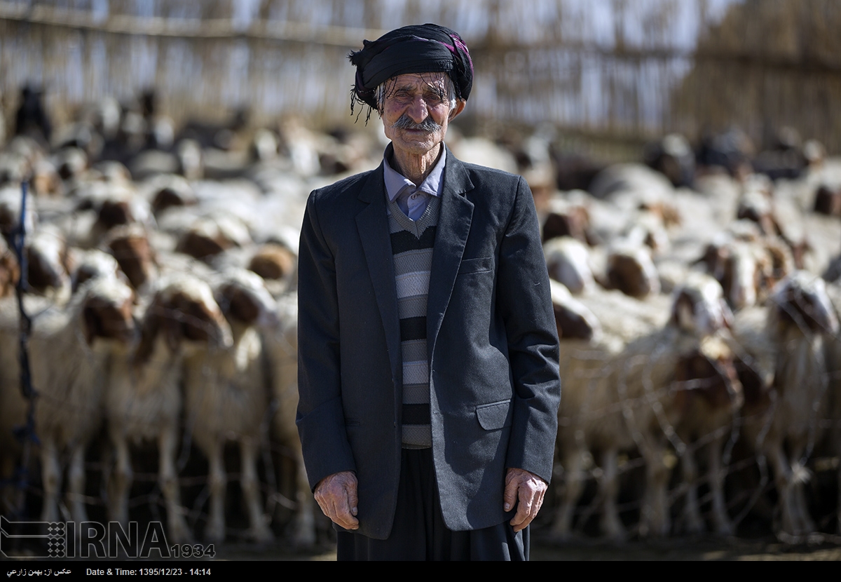 ۲۰۰ نفر از عشایر گلستان متقاضی دریافت تسهیلات تولید گوشت قرمز هستند