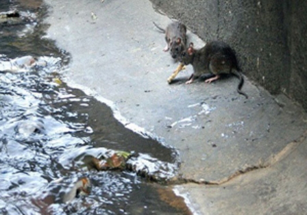 موش های تهران زیاد نشده اند