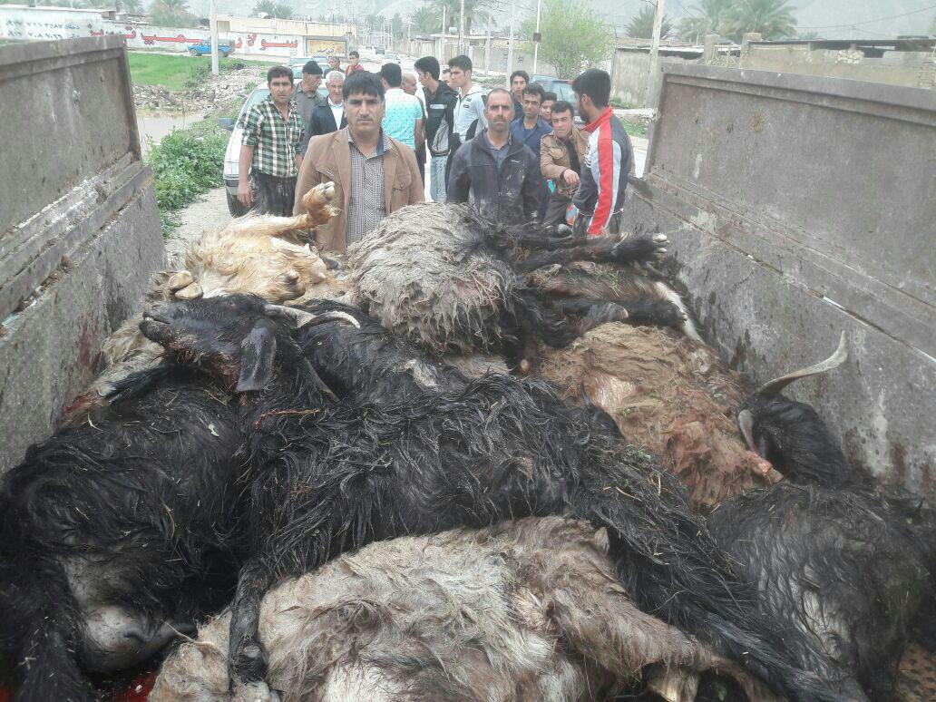 سيل در شهرستان كازرون فارس 190 گوسفند را تلف كرد سيل در شهرستان كازرون فارس 190 گوسفند را تلف كرد