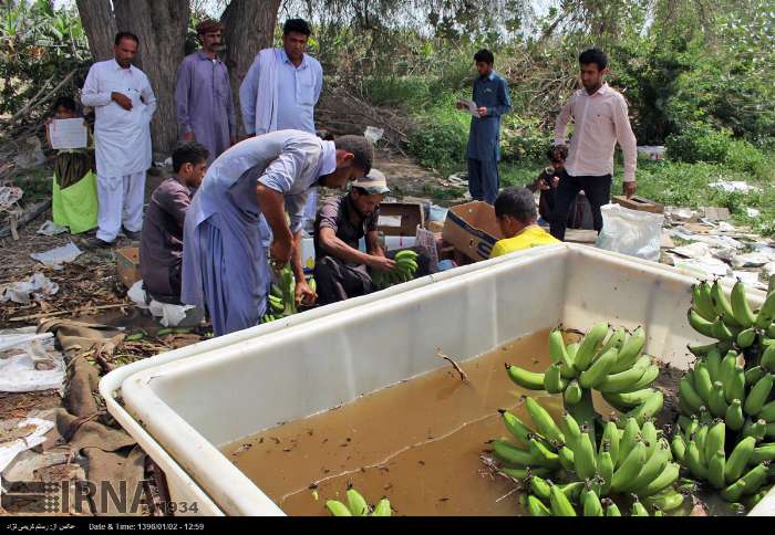 میوه‌های گرمسیری در سیستان و بلوچستان؛ ظرفیتی برای ارزآوری 