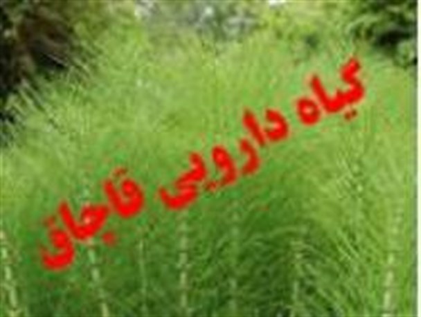 كشف 6 تن گیاه دارویی قاچاق در خاتم یزد