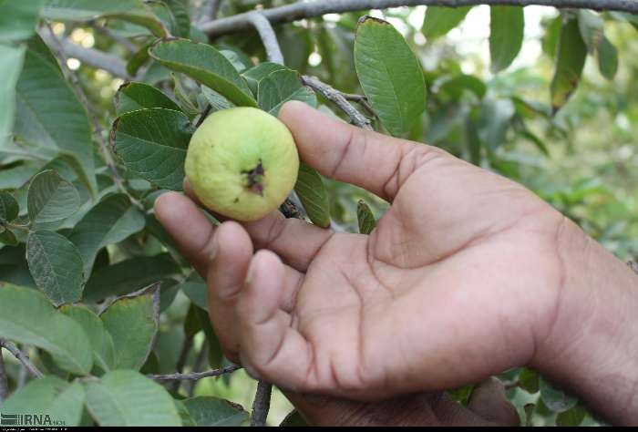 بیش‌از هزار تن میوه گرمسیری گواوا در سیستان و بلوچستان برداشت شد